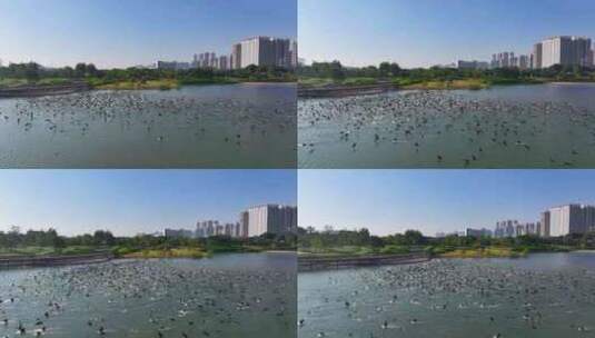 4K深圳湾鸬鹚生态航拍19高清在线视频素材下载