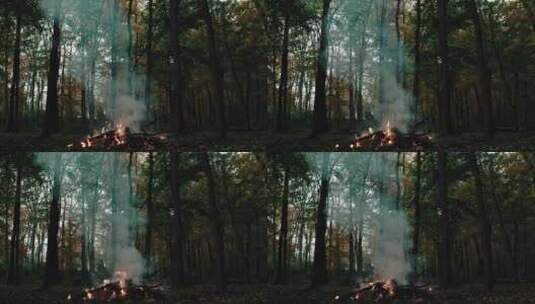 森林篝火高清在线视频素材下载