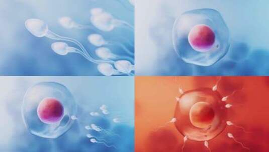 精子和卵细胞结合受精合集高清在线视频素材下载