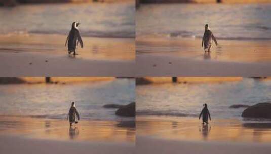 黄昏海边走路的可爱企鹅高清在线视频素材下载