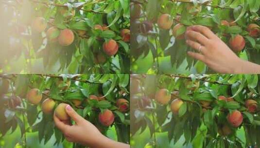 水果果园丰收收获喜悦高清在线视频素材下载