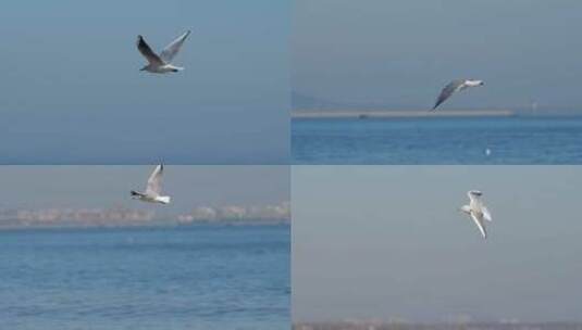 海鸟海鸥高清在线视频素材下载