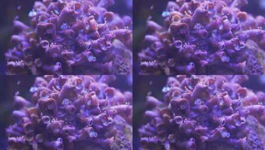 纽扣珊瑚高清在线视频素材下载