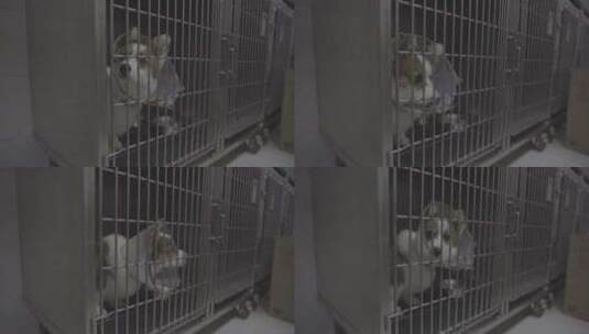 宠物医院里的柯基犬高清在线视频素材下载