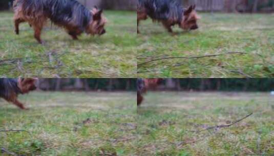 约克郡梗狗慢动作嗅草的特写镜头。高清在线视频素材下载