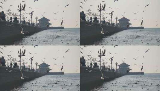 青岛栈桥一群海鸥漫天飞舞高清在线视频素材下载