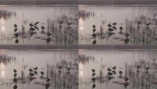 冬天野外夕阳下湖水中的野鸭高清在线视频素材下载