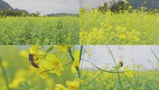 春天蜜蜂油菜花高清在线视频素材下载