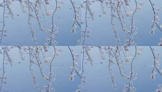 樱花春天樱花开放高清在线视频素材下载