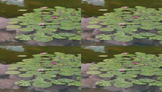 夏日池塘的莲花盛开高清在线视频素材下载