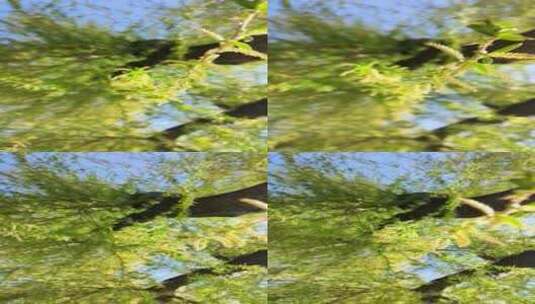春天垂柳柳树生长绿色发芽仰视特写高清在线视频素材下载