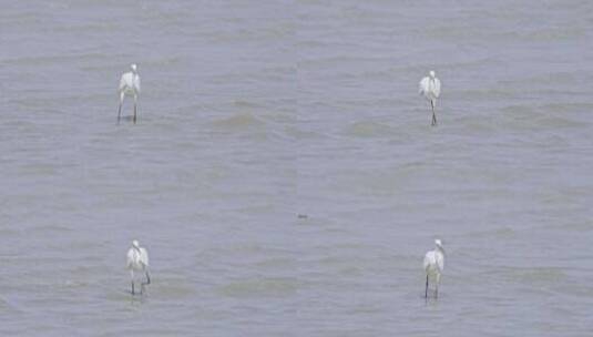 深圳湾红树林湿地生态白鹭哺食3212高清在线视频素材下载