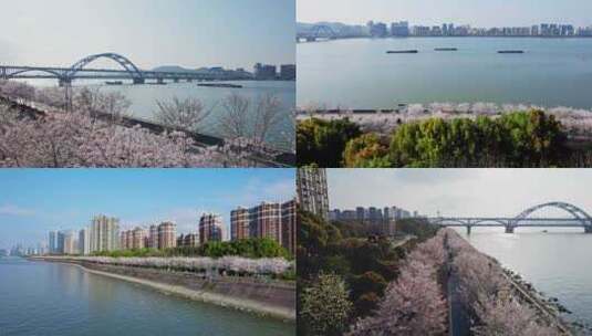 【合集】杭州滨江樱花跑道高清在线视频素材下载