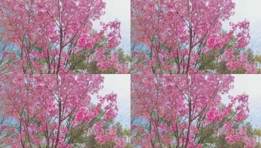 湖北武汉大学樱花盛开高清在线视频素材下载