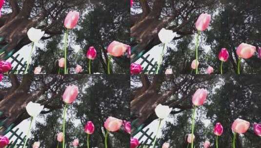 中山公园郁金香花盛开高清在线视频素材下载