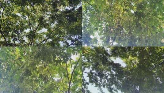 茂密植物树枝树叶实拍高清在线视频素材下载