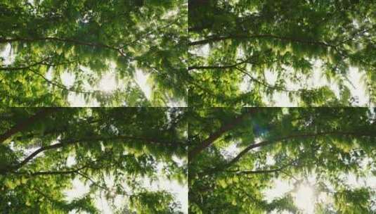夏日清晨阳光闪烁的水杉绿叶高清在线视频素材下载