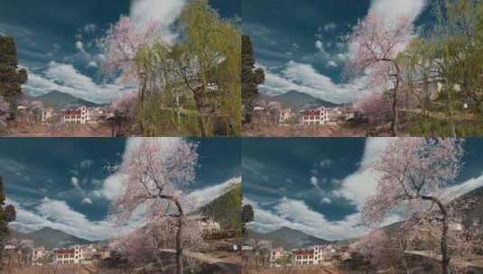 香格里拉尼西藏族村庄春季蓝天白云桃花盛开高清在线视频素材下载
