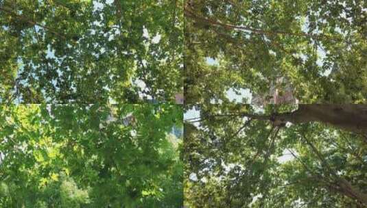 茂密植物树枝树叶实拍高清在线视频素材下载