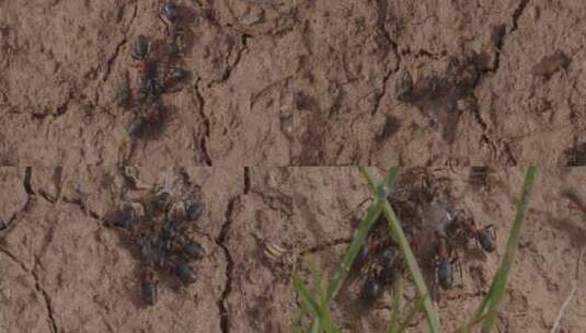 黄土地干旱干涸缺水蚂蚁喝水高清在线视频素材下载