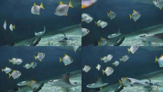 光线和鱼在水族馆游泳高清在线视频素材下载