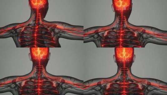 人类的大脑和神经系统高清在线视频素材下载