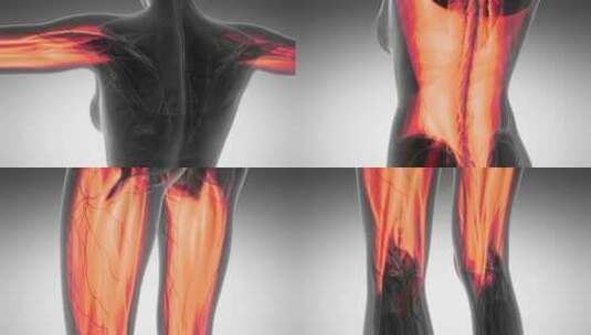 人体肌肉解剖学高清在线视频素材下载