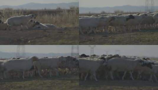 草原上的羊群（log模式）高清在线视频素材下载