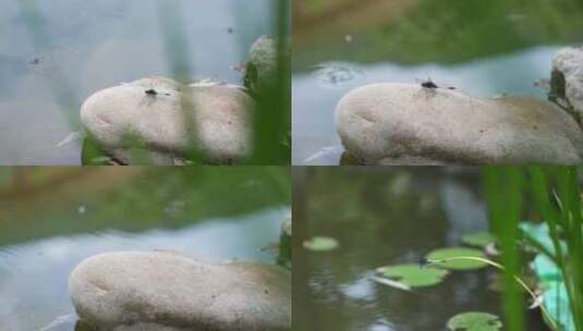 荷塘里的蜻蜓高清在线视频素材下载