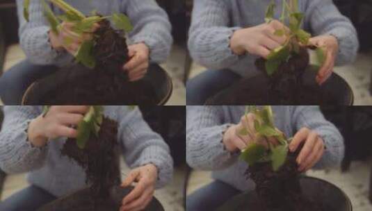 植物根，园丁，园艺，土壤高清在线视频素材下载