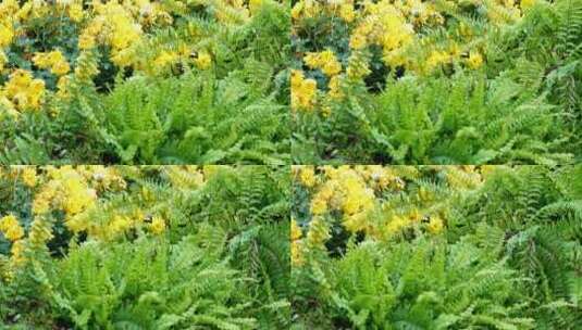 花坛里的红花花盆造型装饰鲜花高清在线视频素材下载