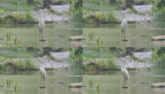 溪水里的白鹭高清在线视频素材下载