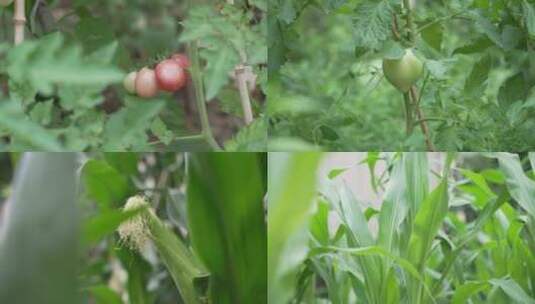 西红柿玉米黄瓜豆角植物蔬菜高清在线视频素材下载