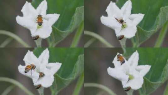 蜜蜂田园舞：蒲瓜花下的甜蜜采集高清在线视频素材下载