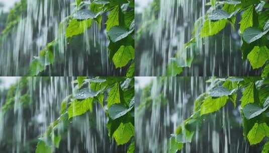 雨中绿叶景象，清新自然的雨景画面高清在线视频素材下载