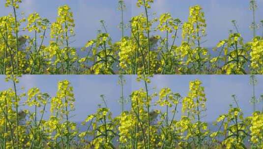 油菜花特写升格镜头高清在线视频素材下载