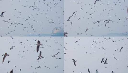 4K海边飞翔的海鸥高清在线视频素材下载