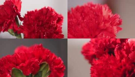 红色康乃馨花朵母亲节唯美花朵康乃馨高清在线视频素材下载