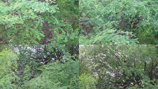 茂密绿色树木枝叶景象高清在线视频素材下载