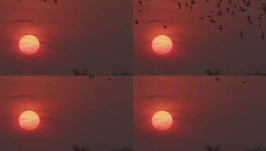 日出太阳升起看日出红日高清在线视频素材下载