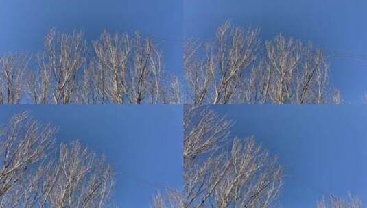 ProRes素材 晴空与枯树稍高清在线视频素材下载