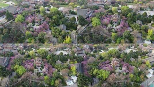 航拍西安青龙寺春季樱花盛开高清在线视频素材下载