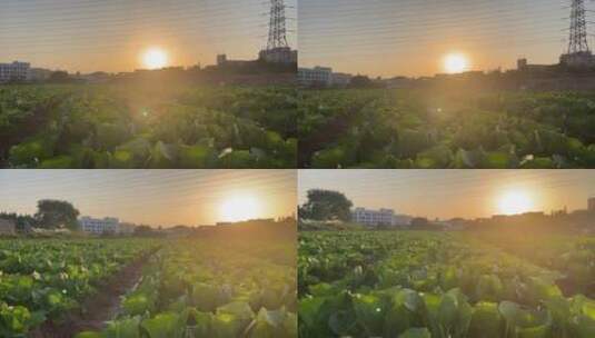 温暖的夕阳下田野的蔬菜烨烨生辉高清在线视频素材下载