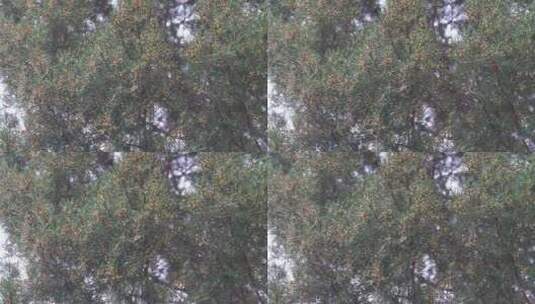 松树开花结实松果特写春天松树林高清在线视频素材下载
