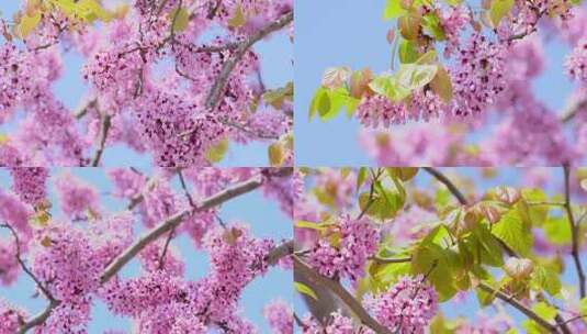 春暖花开唯美的紫荆花4K高清在线视频素材下载
