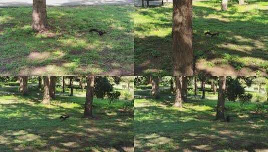 0087松鼠在草地上奔跑跳跃大自然小动物绿色高清在线视频素材下载