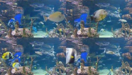 海底 珊瑚  软珊瑚   海洋生物 珊瑚礁高清在线视频素材下载