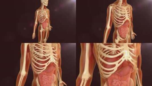 人体骨骼组织三维动画高清在线视频素材下载