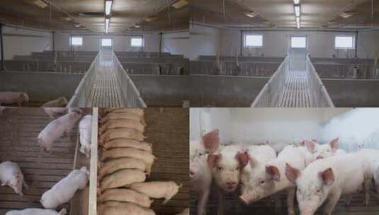 科学现代化生态养猪场高清在线视频素材下载