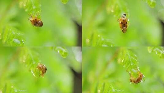 瓢虫 雨过天晴 阳光 蕨叶 15高清在线视频素材下载